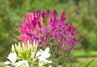 cleome flowers